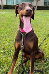 Roxy 3495