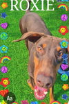 Roxy 3495