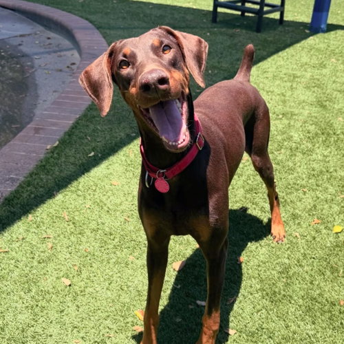 Roxy 3495