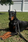 Jingles/Jasper 3503