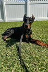 Jingles/Jasper 3503