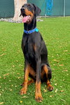 Scooby 3513