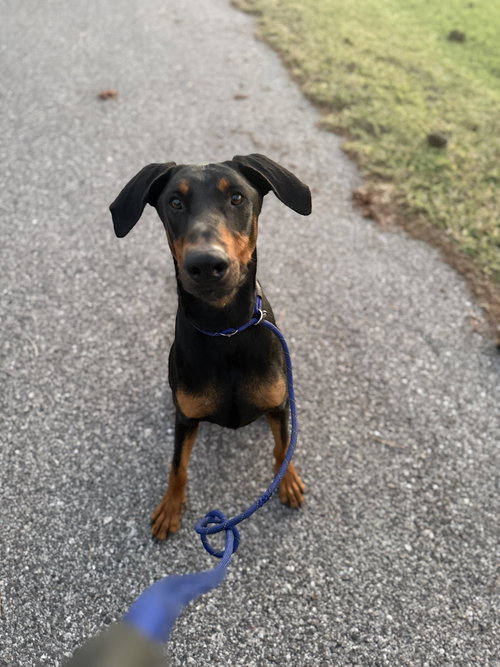 Rocko 3514