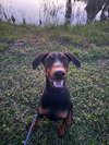 Rocko 3514