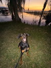 Rocko 3514