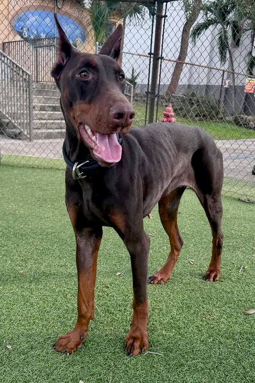 Phoebe 3518