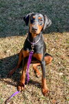 Evie 3524
