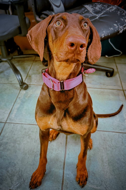 Zoey 3534
