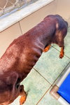 Brownie 3538