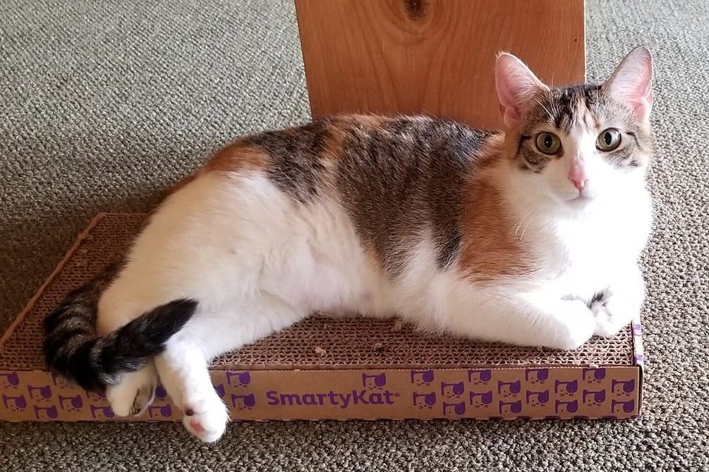 Cats for Adoption in Cortland West, New York Alpha Paw