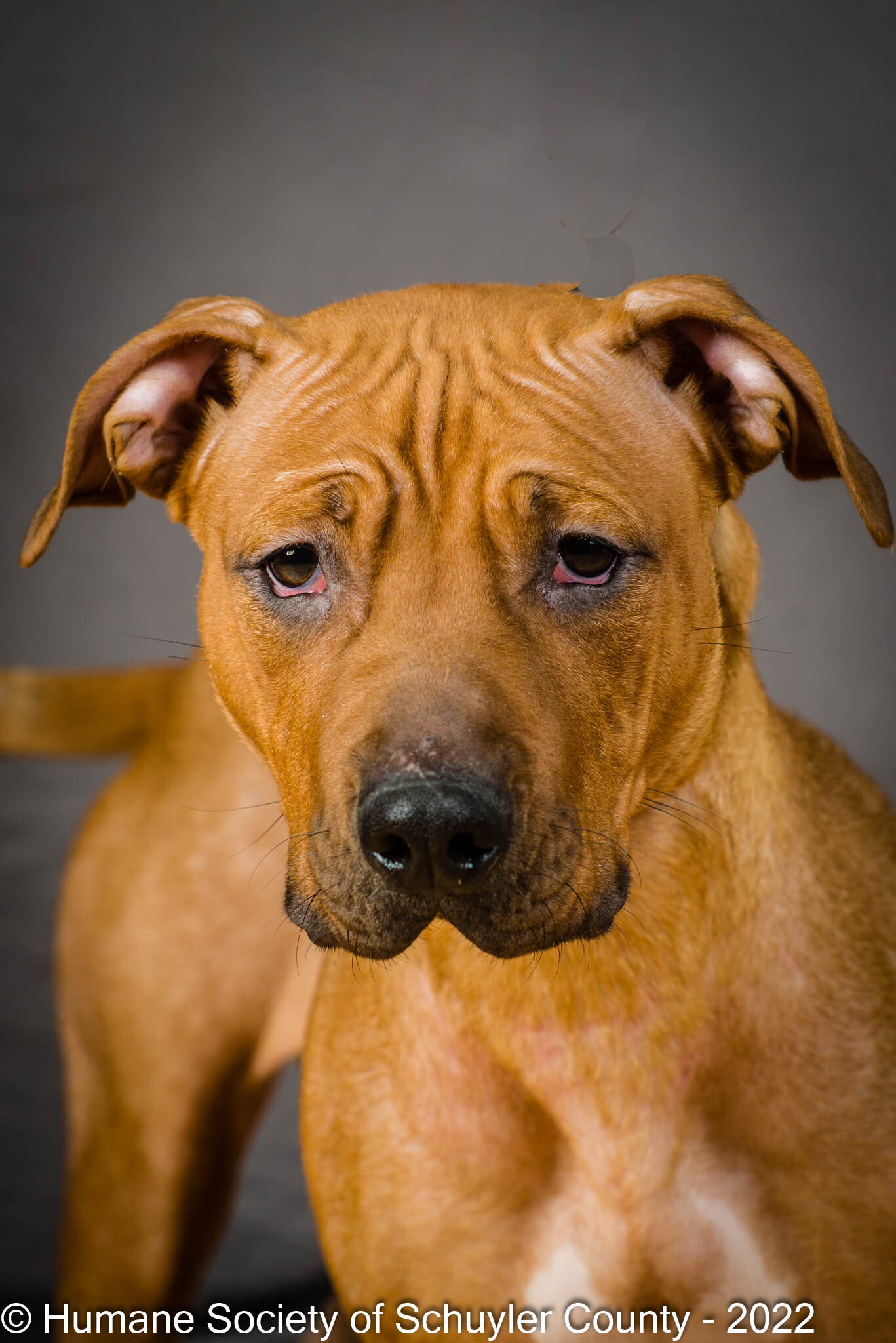Dog for Adoption Rosie, a Pit Bull Terrier in Corning, NY Alpha Paw