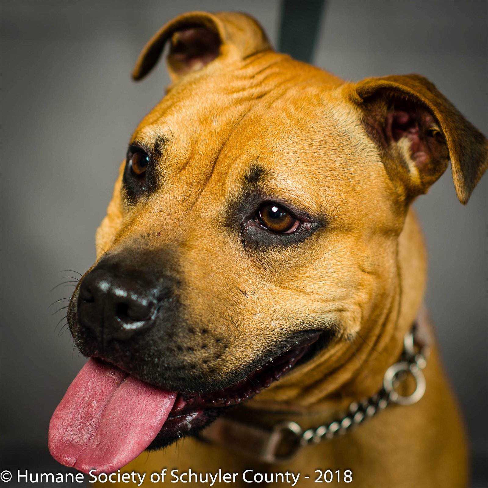 adoptable Dog in Montour Falls, NY named Caroline