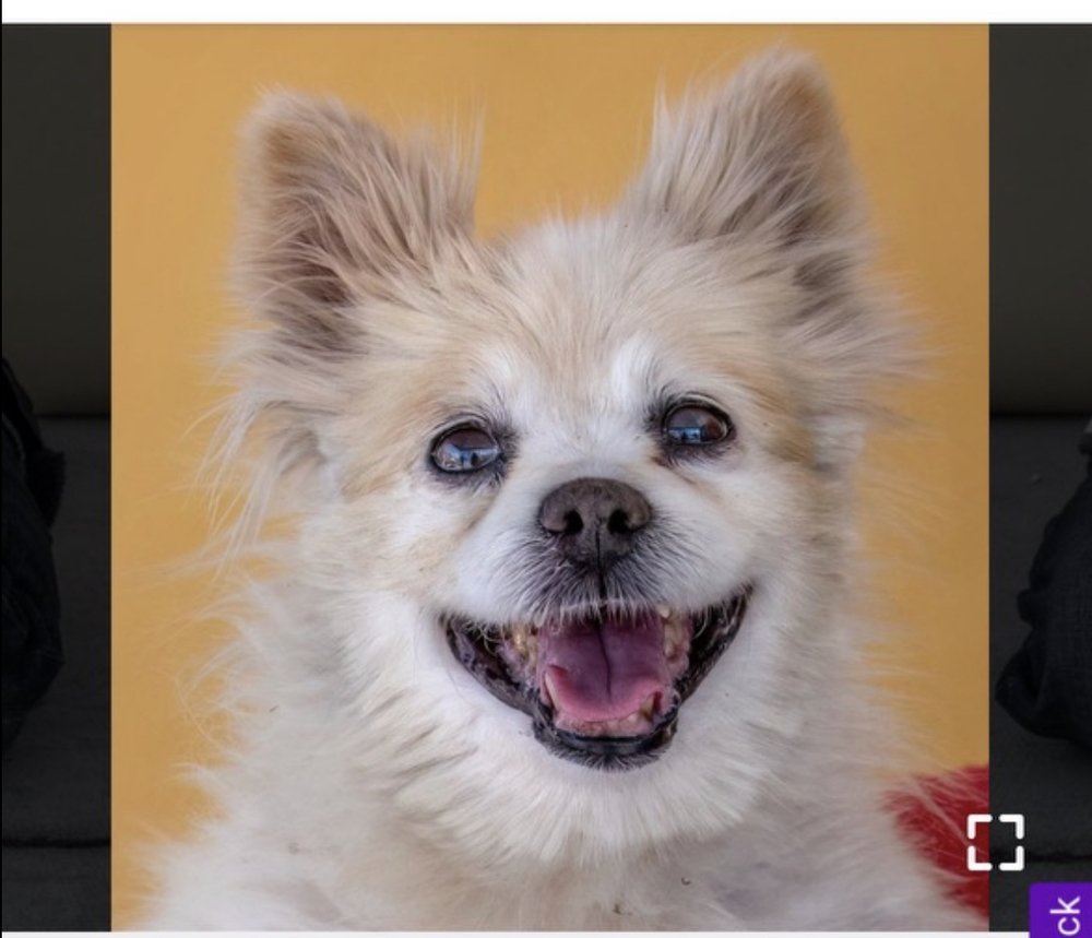 adoptable Dog in San Diego, CA named Feona