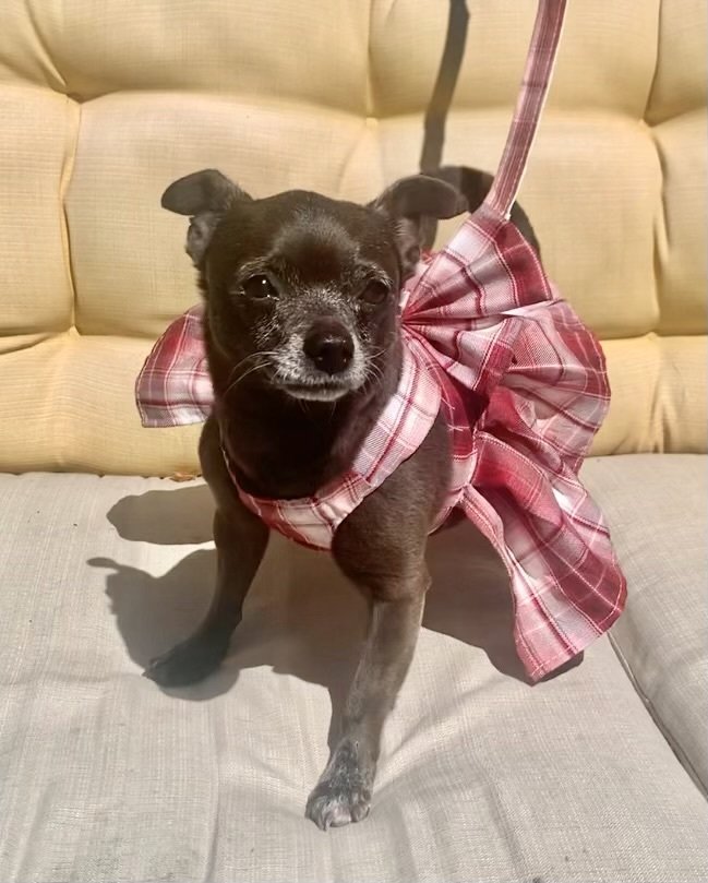 adoptable Dog in San Diego, CA named Mocha