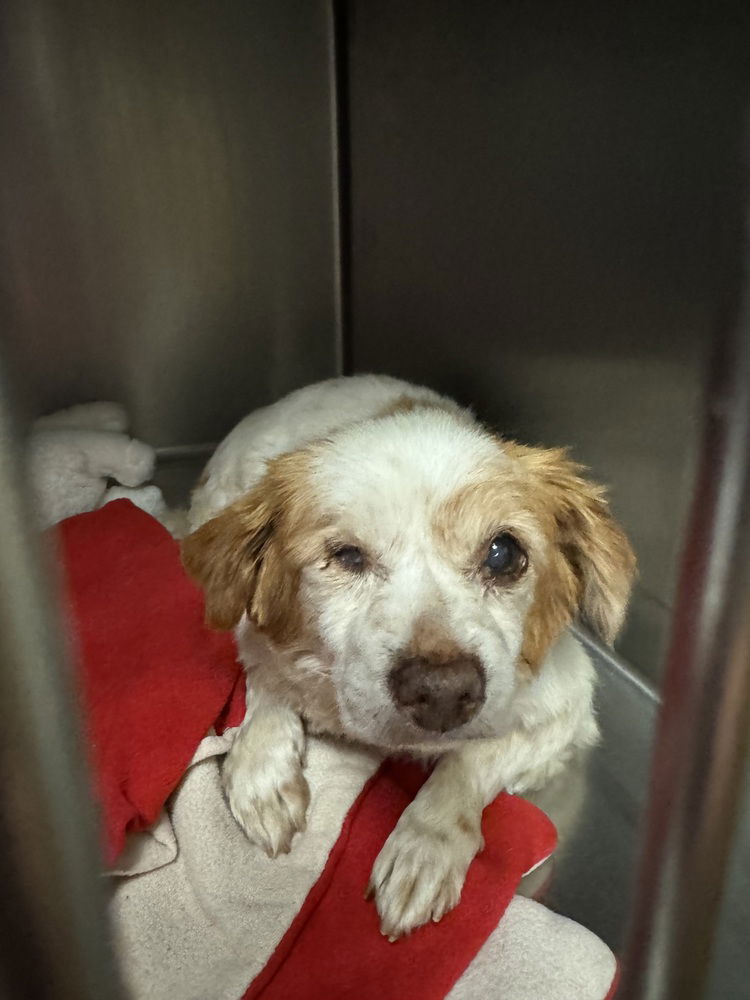 adoptable Dog in San Diego, CA named Bagels