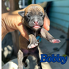 adoptable Dog in  named Bobby