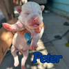 adoptable Dog in San Diego, CA named Peter