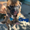 adoptable Dog in San Diego, CA named Greg