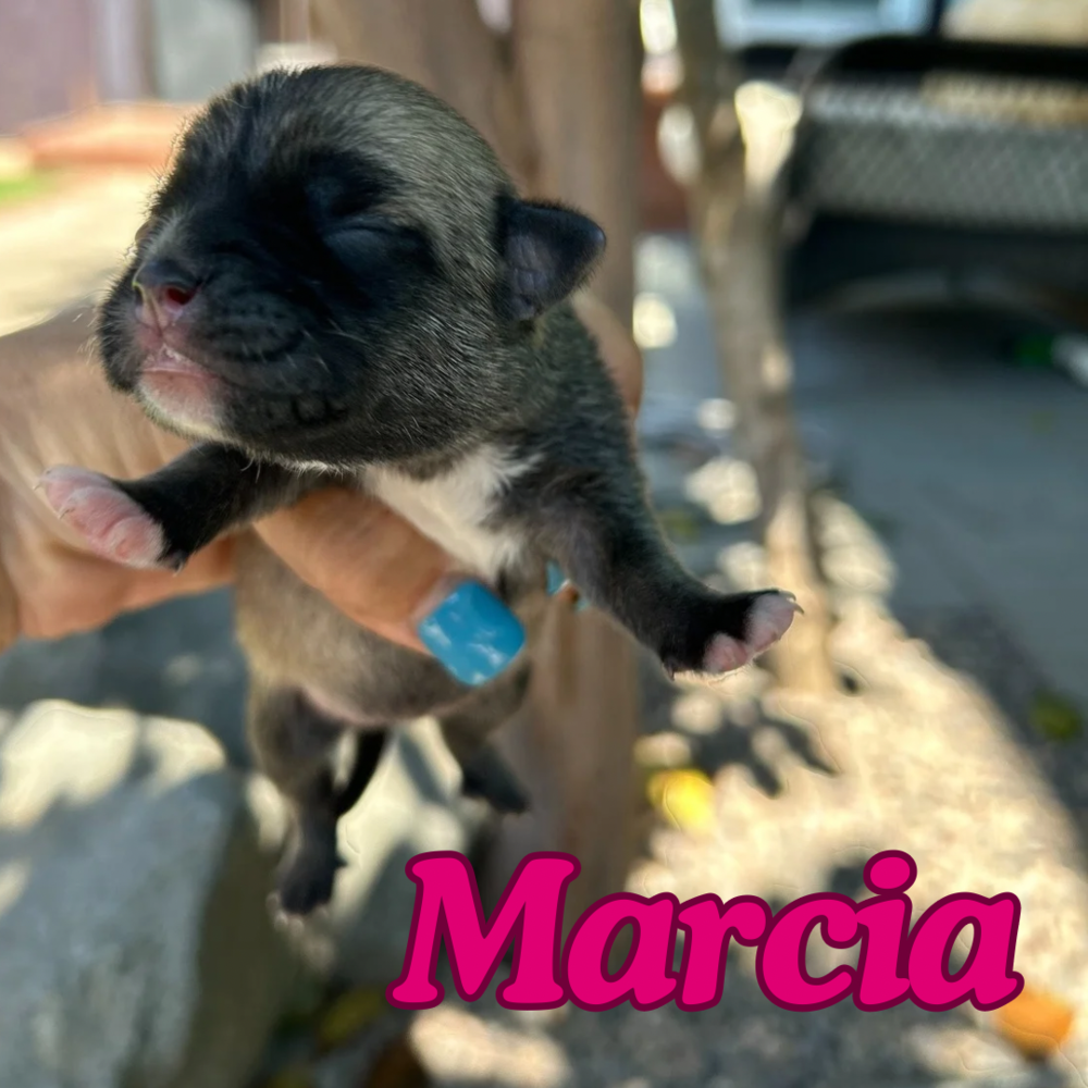 adoptable Dog in San Diego, CA named Marcia