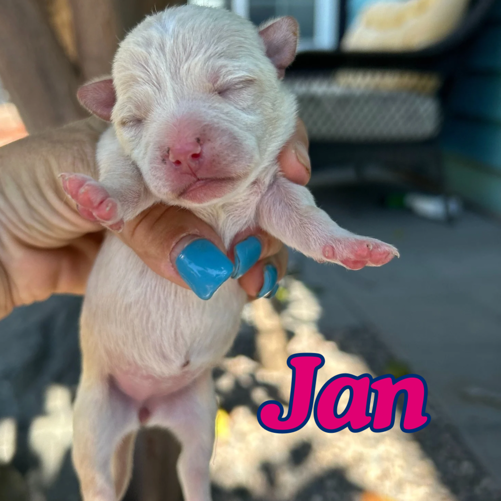 adoptable Dog in San Diego, CA named Jan