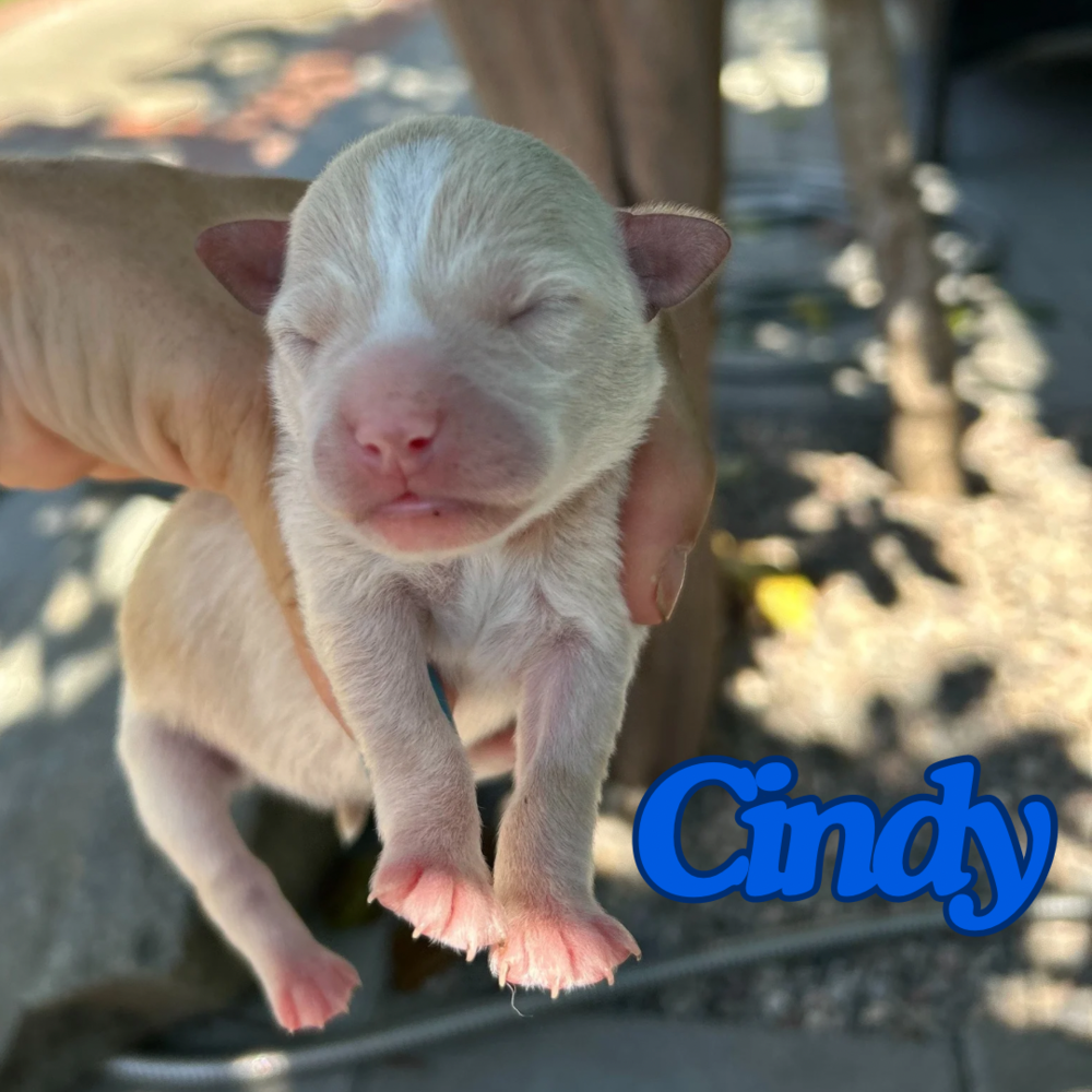 adoptable Dog in San Diego, CA named Cindy