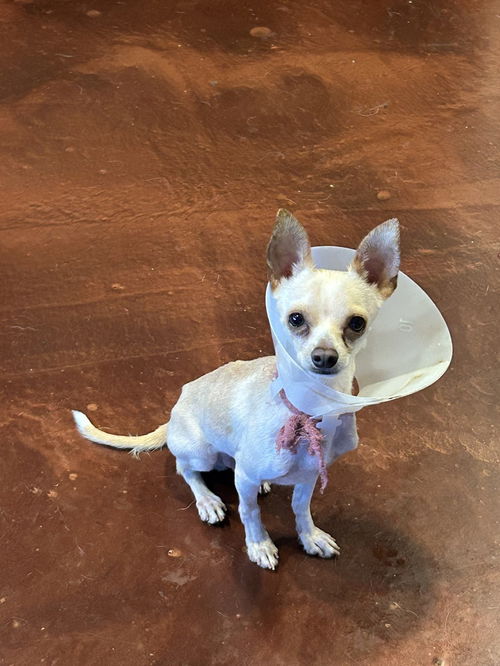 picture of the dog needing adoption