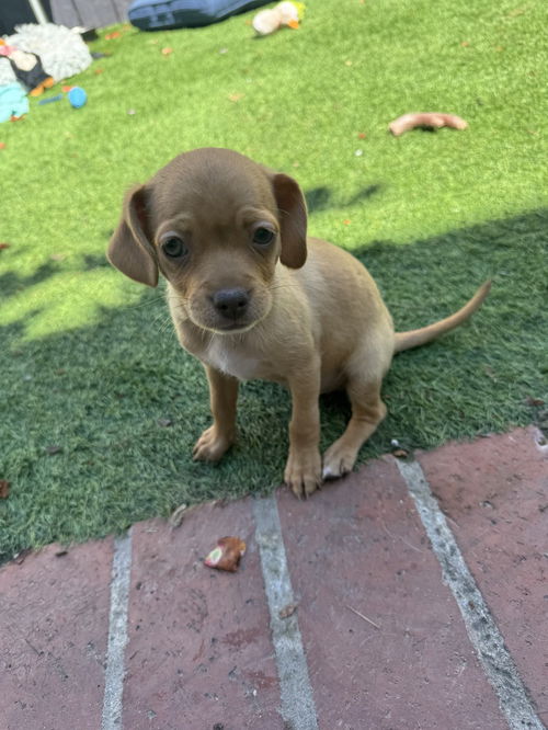 picture of the dog needing adoption