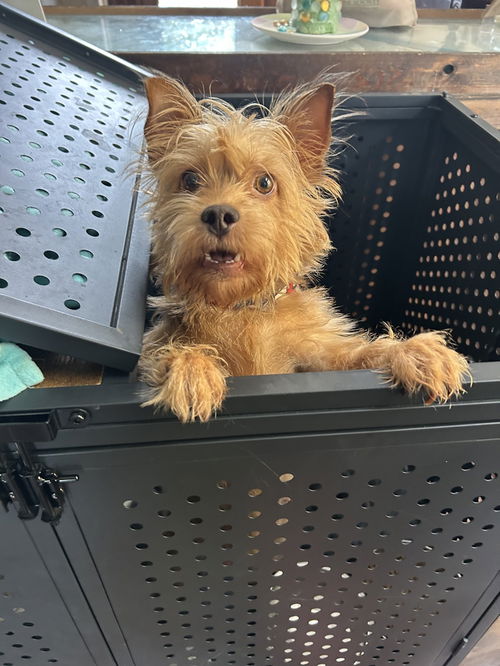 picture of the dog needing adoption
