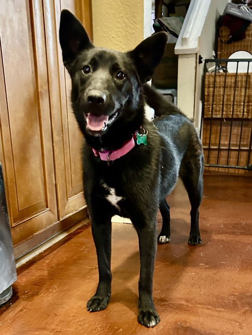 picture of the dog needing adoption
