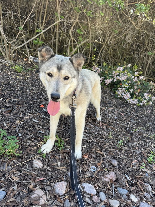 picture of the dog needing adoption