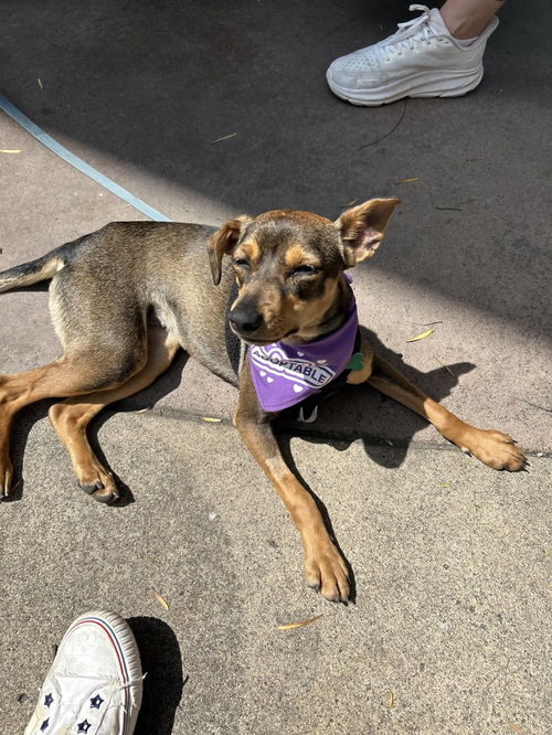 picture of the dog needing adoption