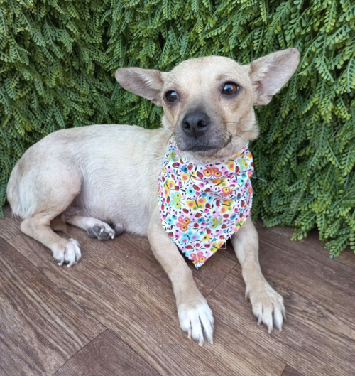 picture of the dog needing adoption