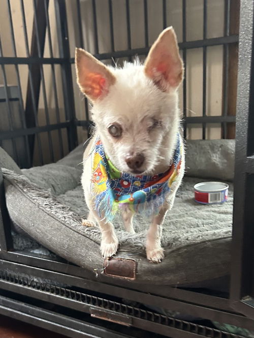 picture of the dog needing adoption