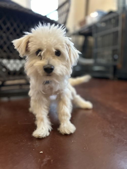 picture of the dog needing adoption