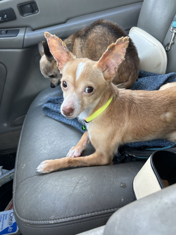 adoptable Dog in San Diego, CA named Ryan