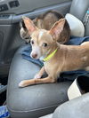 adoptable Dog in  named Ryan