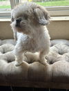 adoptable Dog in  named Nino