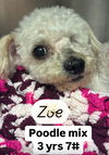 adoptable Dog in  named Zoey