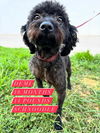adoptable Dog in San Diego, CA named Demi
