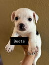 adoptable Dog in  named Boots
