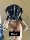 adoptable Dog in  named Dora