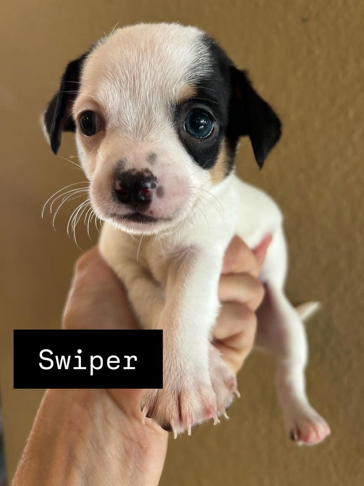 adoptable Dog in San Diego, CA named Swiper