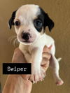 adoptable Dog in  named Swiper
