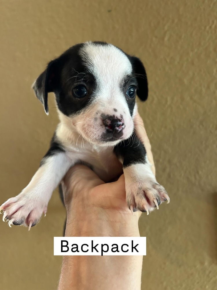 adoptable Dog in San Diego, CA named Backpack