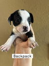 adoptable Dog in  named Backpack