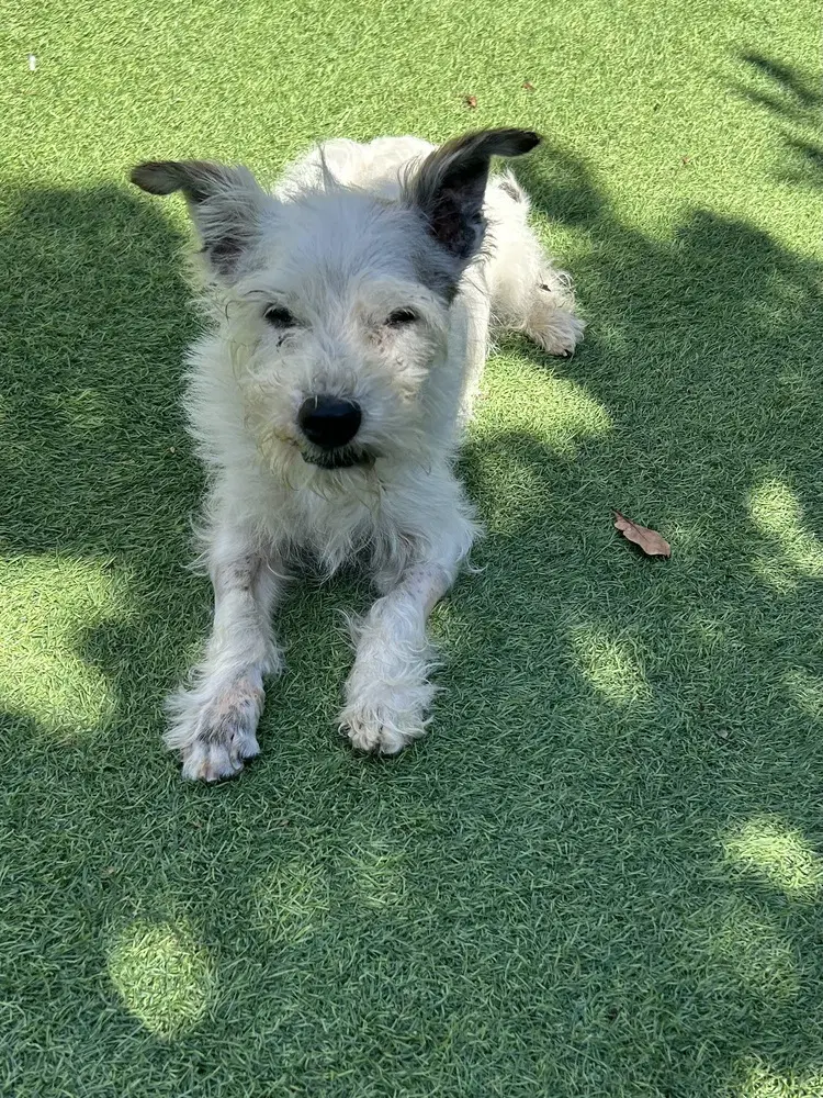 Krypto - West Highland White Terrier Westie