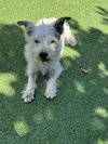 Krypto - Photo 1