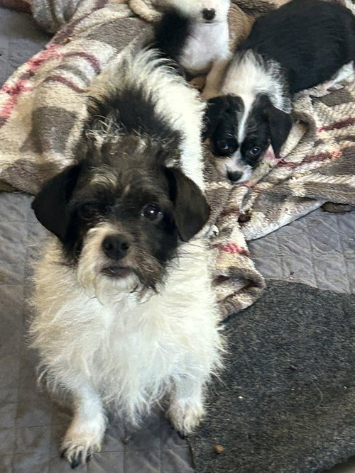 picture of the dog needing adoption