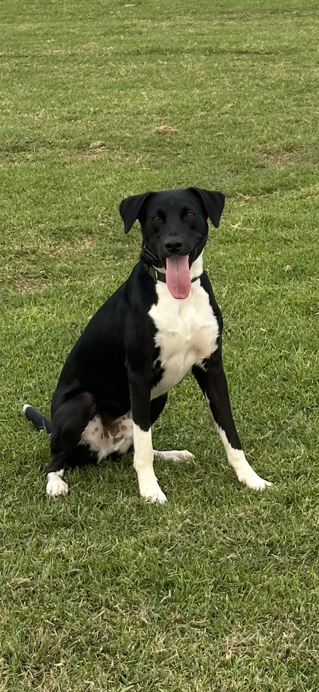 picture of the dog needing adoption
