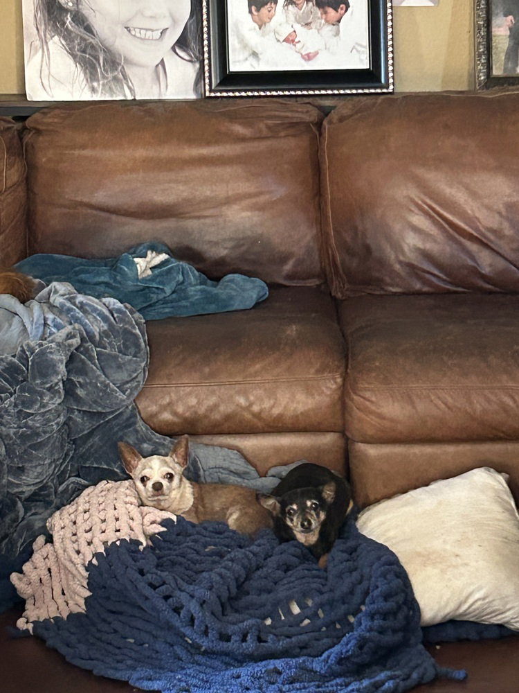 Chihuahua